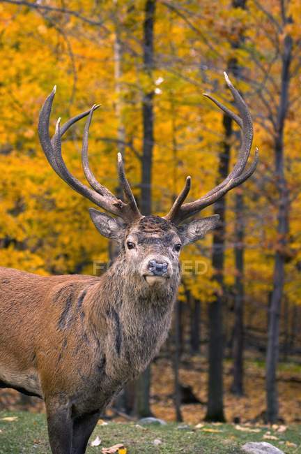 Bull Elk en el Parque Nacional Jasper - foto de stock