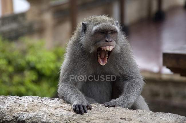 Macaco gritando ao ar livre — Fotografia de Stock