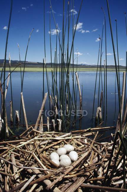 Eggs In American Coot — Stock Photo