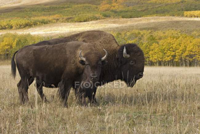 Buffalo de pie en el suelo - foto de stock