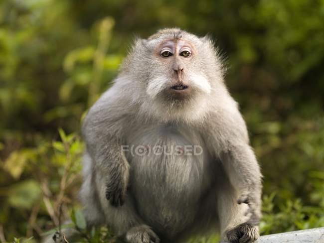 Baboon  sitting against trees — Stock Photo