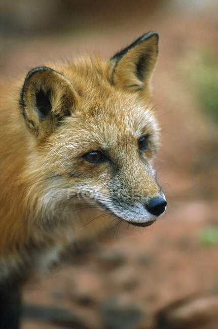 Red Fox; Utah, EE.UU. - foto de stock