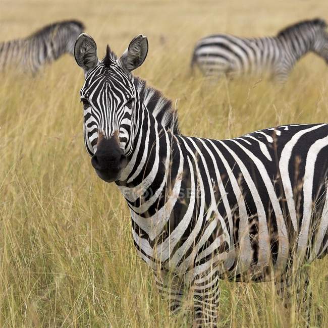 Zebra in erba alta — Foto stock