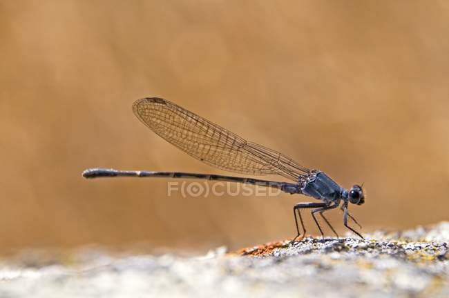 Damselfly Perched On Boulder — Stock Photo