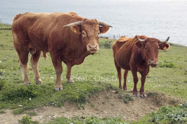 Быки и коровы у воды — стоковое фото