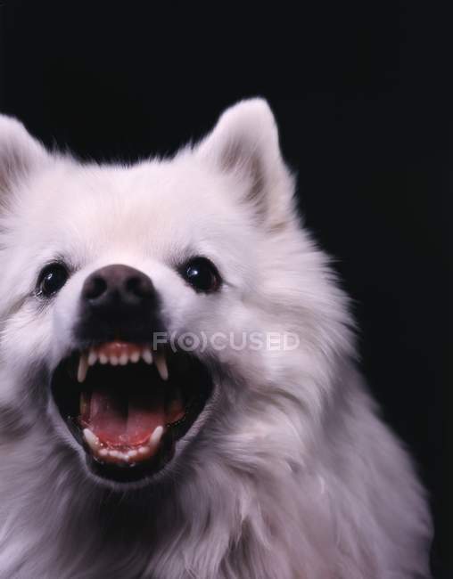 Perro teniendo dientes - foto de stock