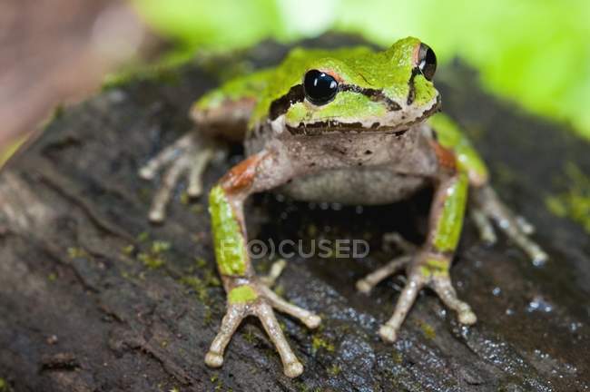 A Pacific Treefrog Perched On Log — Stock Photo