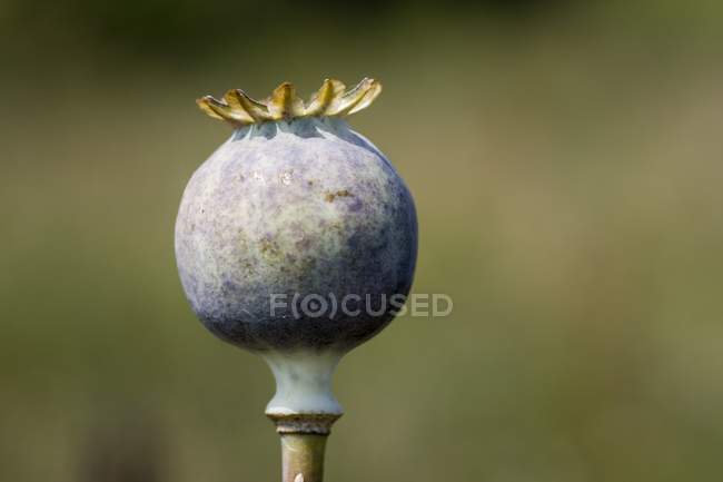 Cabeza de semilla de amapola - foto de stock