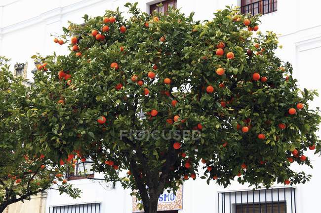 Апельсиновое дерево против дома — стоковое фото