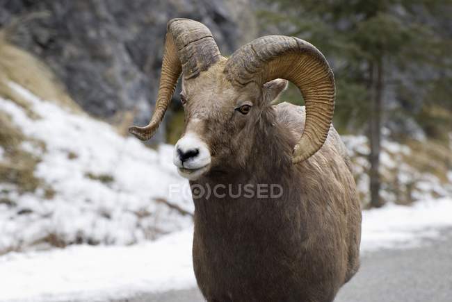 Овцы Бигхорн зимой — стоковое фото