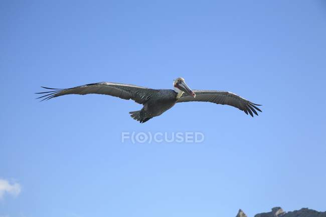 Pelícano en vuelo en el cielo - foto de stock