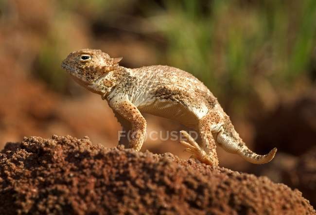 Round-Tail Horned Lizard — Stock Photo