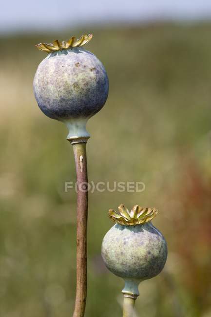 Cabeça de semente de papoila — Fotografia de Stock