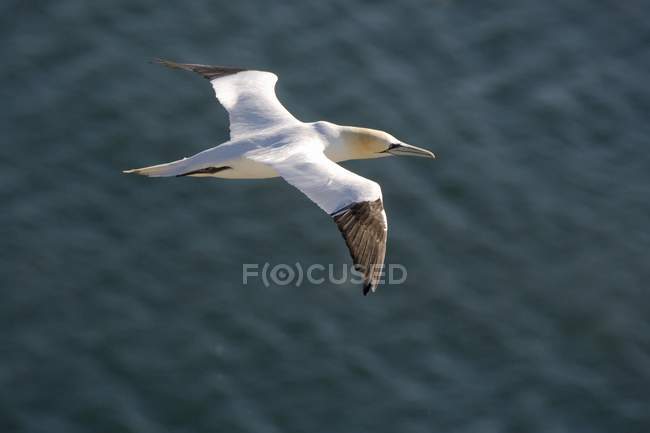 Gannet en vuelo t sobre el agua - foto de stock