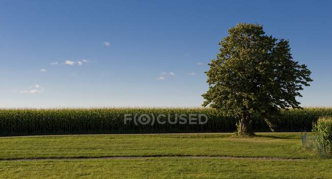 Дерево и голубое небо, Мускока — стоковое фото
