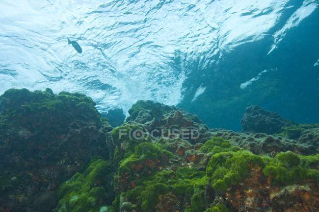 Суринский национальный морской парк , — стоковое фото