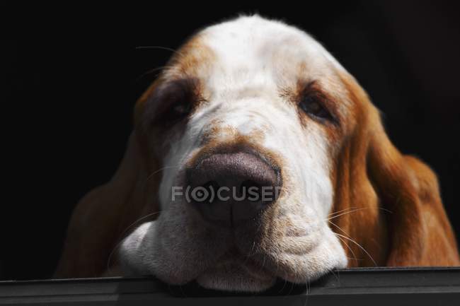 Basset-Hund ruht sich aus — Stockfoto