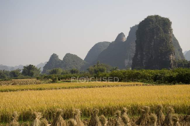 Vista do campo de arroz — Fotografia de Stock