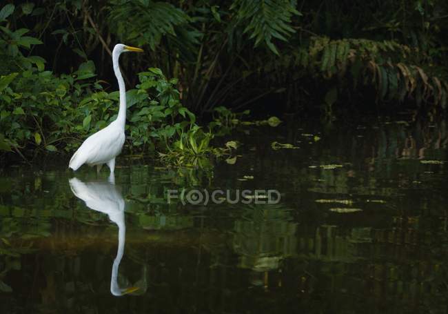 Long-Neck Egret — Stock Photo