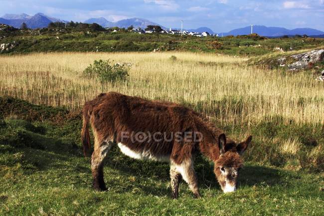 Irischer Esel weidet — Stockfoto