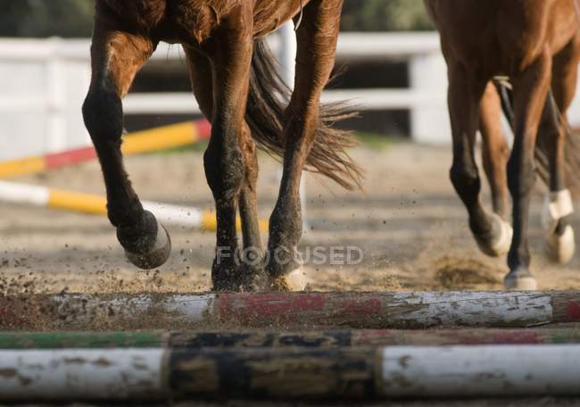 Низкая часть бегущих лошадей — стоковое фото