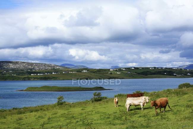 Bahía de Gweebarra y pastoreo de ganado - foto de stock