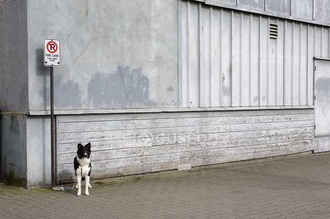 Hund gefesselt — Stockfoto