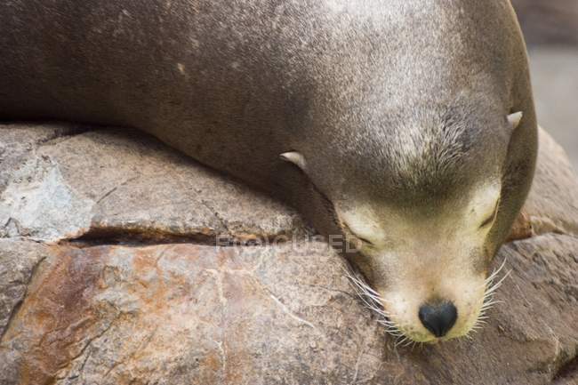 Sea Lion Pup — Stock Photo