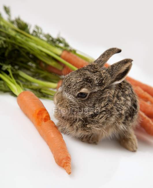 Coniglio bambino con carote — Foto stock