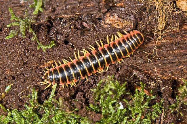 Pennsylvania Millipede Crawling — Stock Photo