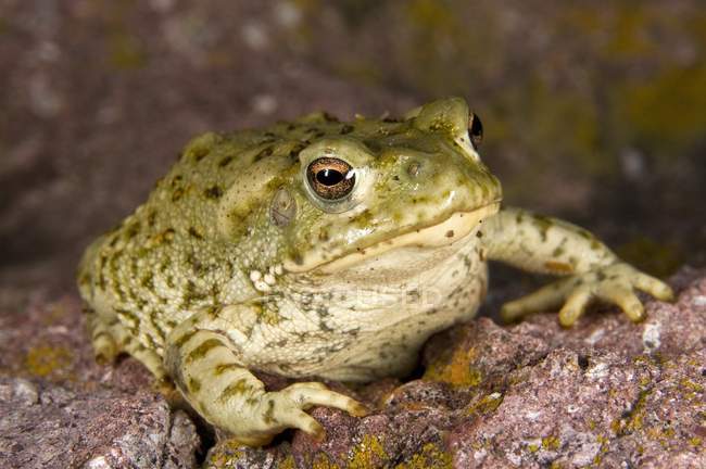 Сонора жаба — стокове фото