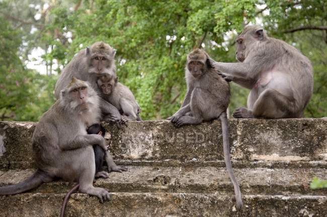 Monos sentados en la valla - foto de stock