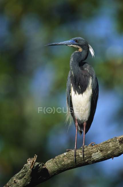 Tricolored Heron On Branch — Stock Photo