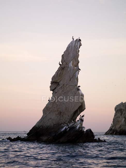Birds Perched On Rock — Stock Photo