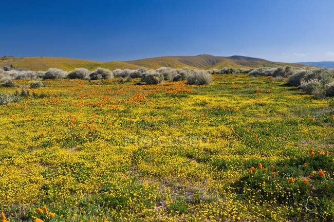Antilopen Valley kalifornisches Mohnreservat — Stockfoto