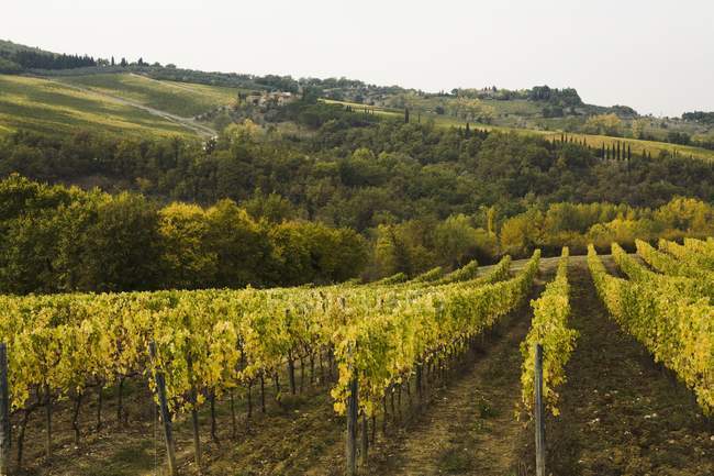 Виноградник на пагорбах з зеленою травою — стокове фото