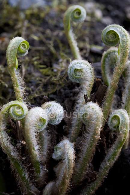 Fiddlehead Ferns растет на земле — стоковое фото