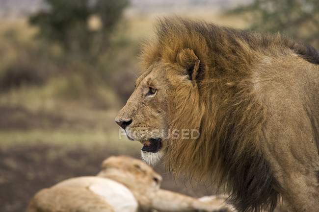 León, Reserva Nacional Masai Mara - foto de stock