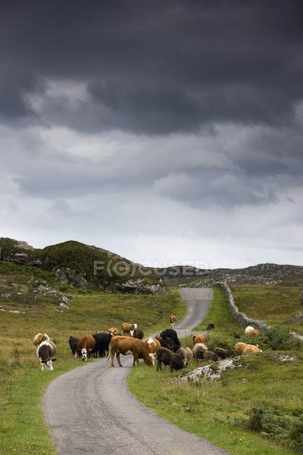 Rinder auf einer Landstraße — Stockfoto
