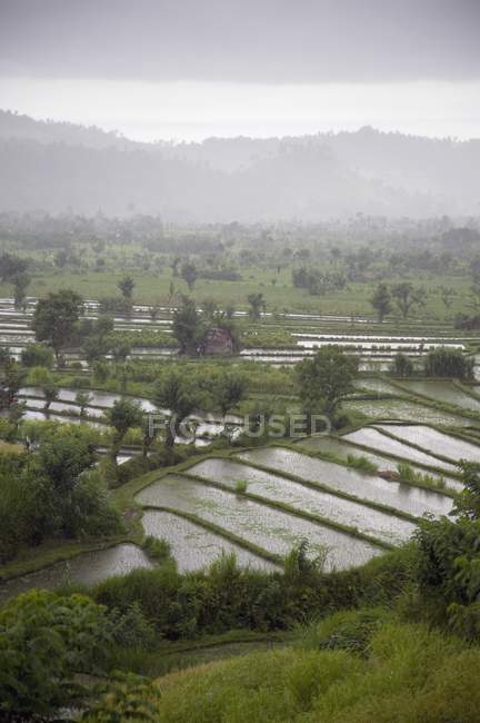 Campi di riso, Bali , — Foto stock