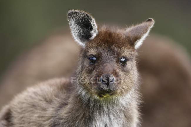 Canguru cinzento oriental — Fotografia de Stock