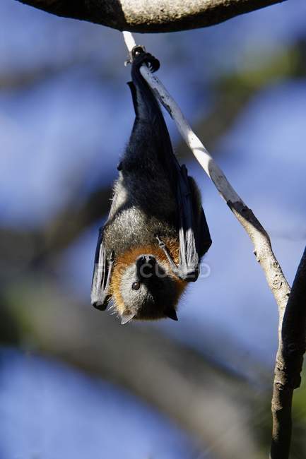 Серая летящая лиса — стоковое фото