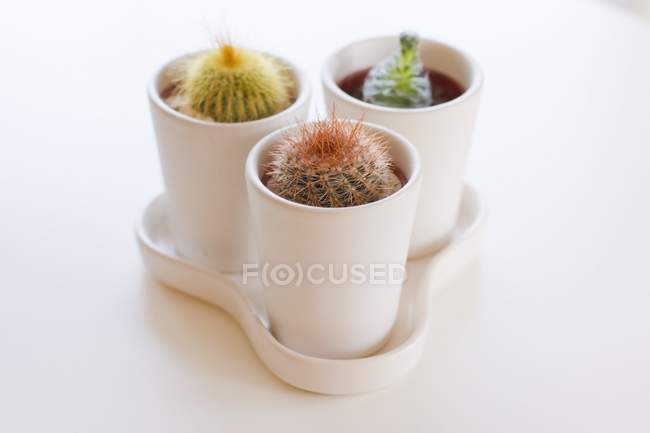 Cacti Piante in vasi bianchi su superficie bianca — Foto stock