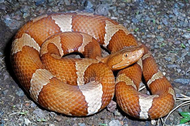 Transpecos Copperhead lying on the ground — Stock Photo