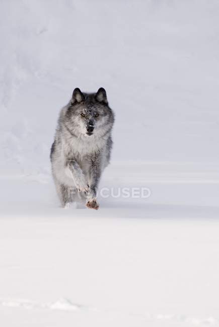 Loup courant dans la neige — Photo de stock