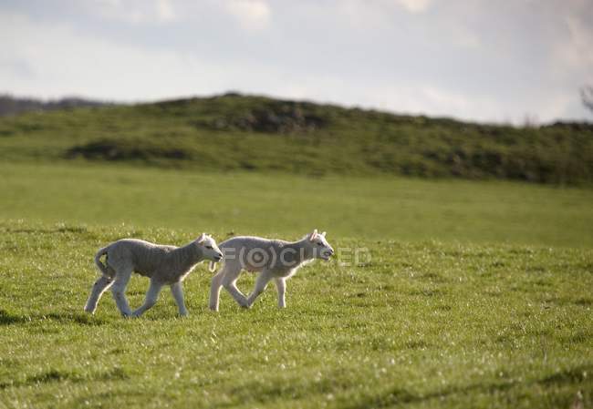 Duas ovelhas no campo — Fotografia de Stock