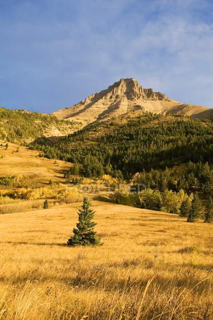 Albero solitario e montagna — Foto stock