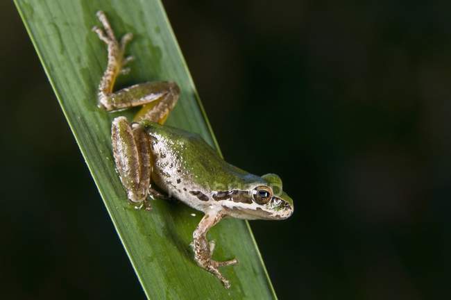 Тихоокеанська деревна жаба — стокове фото
