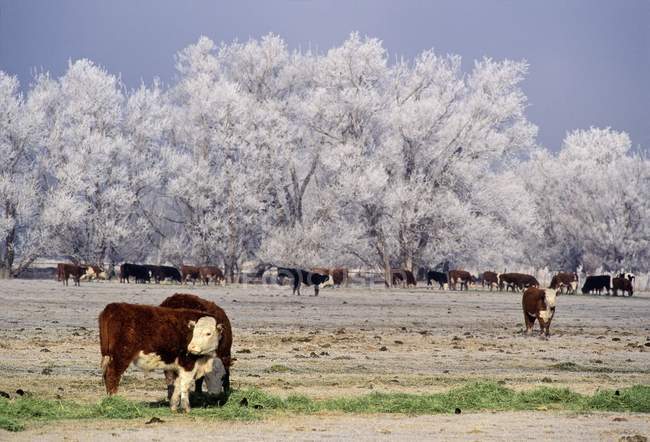 Cattle, Lagrande, Oregon, Usa — Stock Photo