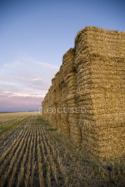 Кукурудзяне поле вдень — стокове фото
